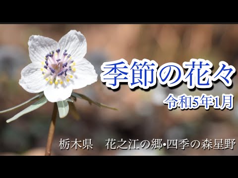 【季節の花々】1月　セツブンソウ•バイカオウレンなど　早春の花活