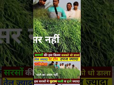 सरसों की फसल 15 किवटल निकालने का तरीका, sarson ki kheti 15 kivantal, how to grow mustered farming