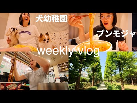 Seoul Vlog | 麻辣湯、ヨプトッポッキ、韓国学食、ワンコ幼稚園カフェ、韓国カフェ