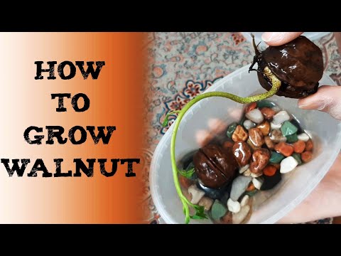 How to grow walnut 核桃种植技 术核桃种 अखरोट कैसे उगाएं Посадка грецкого ореха Cómo germinar una nuez Walnuss