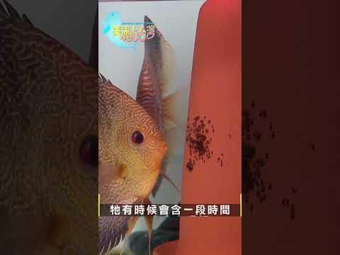 七彩神仙魚－２｜#short #美麗心台灣