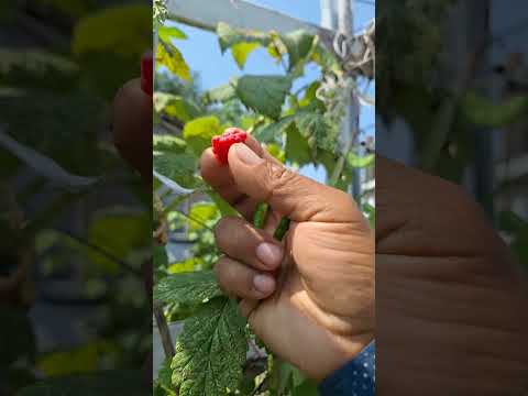 INCREIBLE LA NATURALEZA Siempre nos sorprendeEstamos cosechando franbuesa cuando noes temporada.