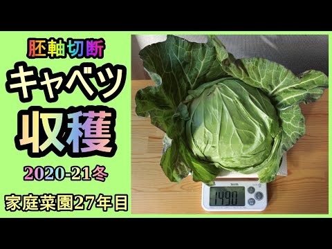 【胚軸切断 キャベツの収穫 2020冬】家庭菜園27年目 無農薬 半自給自足