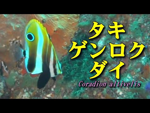 [ Highfin coralfish ] Fish with fake eyes / Coradion altivelis