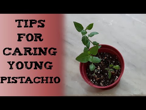 How To Care For A Pistachio Tree 如何从坚果开始种植开心果树 पिस्ता के पेड़ कैसे उगाए जाते हैं cultiva el pistacho