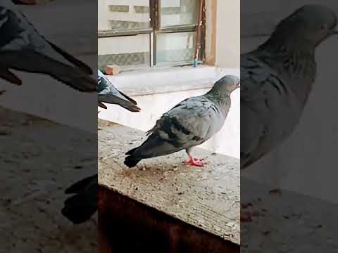 పావురాలు/pigeons/Naliniravindraprasad/short