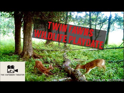 Two Twin Baby Fawns Chasing Each other! Trail Camera