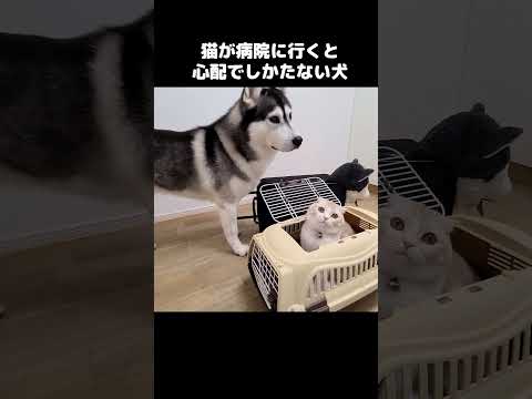 猫が病院に行くと心配でしかたない犬...#shots