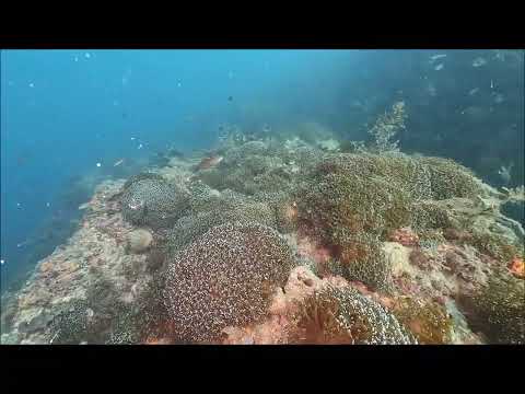 アワサンゴ群落風景2024.12.10山口県周防大島町地家室