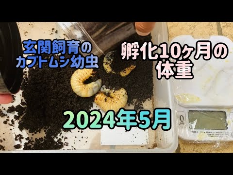 カブトムシ幼虫の体重〜孵化10ヶ月目〜