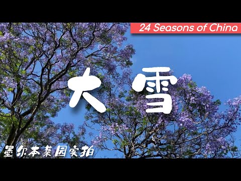 南半球 我家菜园24节气（北半球大雪/南芒种）节气记录片之四分享当下菜园成熟的果蔬、正在生长中的、以及芒种可以种些什么菜。