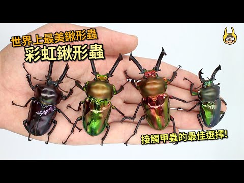 Rainbow stag beetle: the most beautiful stag beetles of the world. Some breeding tips for larvae.