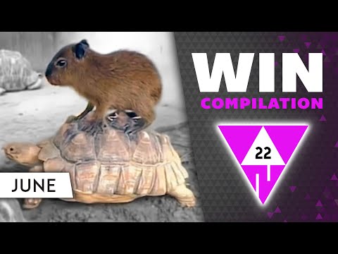 WIN Compilation JUNE 2022 Edition | Best videos of the month May