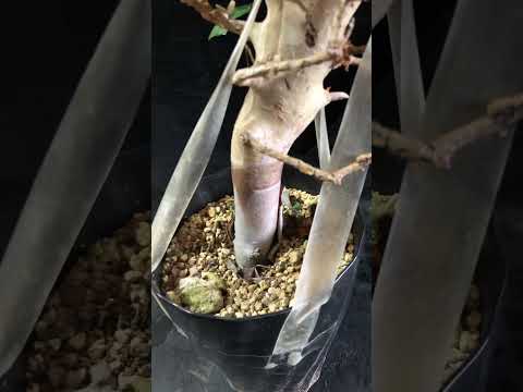 1円～ コミフォラ ホルトジアナ 発根管理中 珍樹 希少 Commiphora Holtziana ベアルート 1円オク 2/25輸入 塊根植物 最落無し コーデック