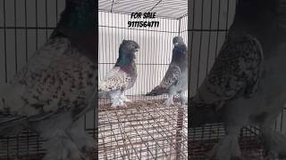 🕊️Oriantal frill pigeon video 🕊️ fancy pigeons 🕊️