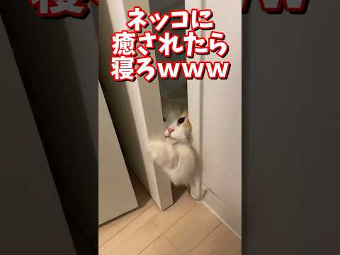 ネッコの動画で癒されたら寝ろｗｗｗ　#2ch #2ch動物スレ #2ch面白いスレ #動物 #犬 #猫 #癒やし #ねこ