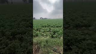 #farmer #farming #gehu #spray #village #villagelife #viral #video #nishudaswal #sidhumoosewala