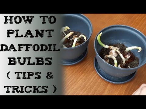 how to grow daffodil flower (Narcissus) 水仙球茎怎么栽培 डैफोडिल बल्ब कैसे लगाएं plantar bulbos de narciso