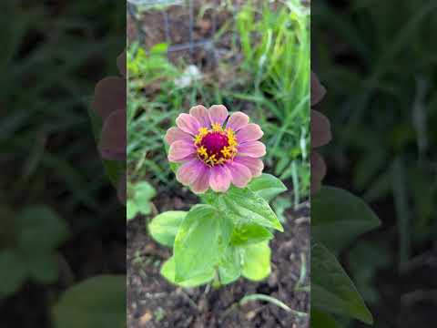 First Blooms of the Season in My Zinnia Patch!