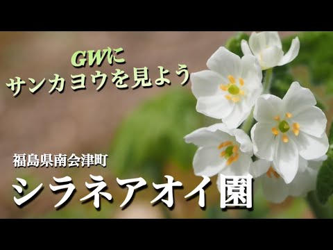 【シラネアオイ園】  4月 山野草・高山植物が目の前で見られる場所/福島県南会津町　GWの見どころを紹介　サンカヨウ・シラネアオイ・トガクシソウ