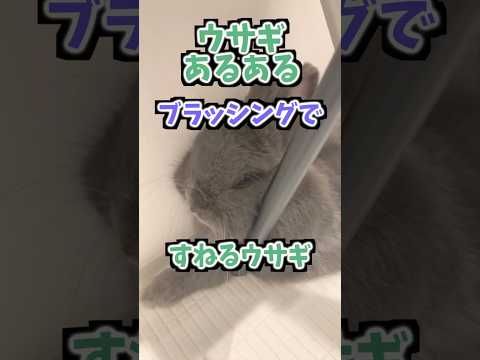 【うさぎあるある】ブラッシングでぷんぷんうさぎ爆誕　#ネザーランドドワーフ  #うさぎ  #うさぎのいる暮らし #ウサギ #うさぎのいる生活 #shorts