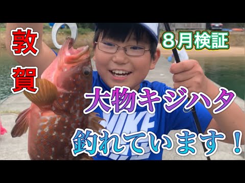 【敦賀８月】堤防から念願の大物キジハタを釣りました～！その仕掛けとは！！