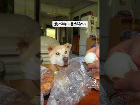 鶏アレルギーだからあまり食べられない。#保護犬を家族に #doglover #rescuedog #シニア犬 #dogrun#doggo