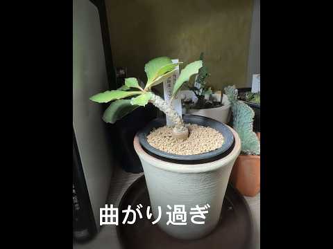 【マダガスカルの植物】が曲がり過ぎてる（予告あり） #ユーフォルビアアンボボンベンシス #アデニウムアラビカム