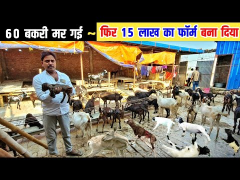 छोटी गलती से मर गई 60 बकरियां ~ किया सुधार आज 70 है | Goat farming