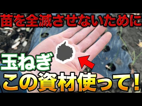 【冬越し成功】玉ねぎ栽培で冬越しできるか心配な方は必ずこれ使って下さい