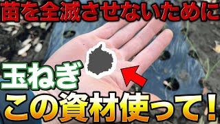 【冬越し成功】玉ねぎ栽培で冬越しできるか心配な方は必ずこれ使って下さい