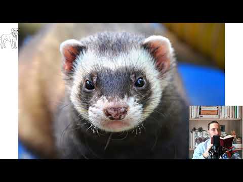 Ferret. Pros and Cons, Price, How to choose, Facts, Care, History