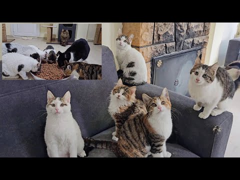 The Love-Filled Cat Home of the Man Who Dedicated His Life to Street Cats