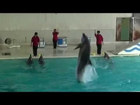 バンドウイルカショー：小樽水族館