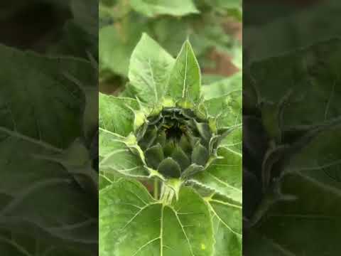 来了一个向日葵种植基地，采了一把花