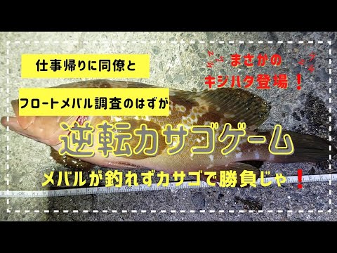 逆転カサゴゲーム　同僚とメバリング調査のはずがいつの間にかカサゴ釣りで勝負じゃ❗まさかのキジハタ登場❗