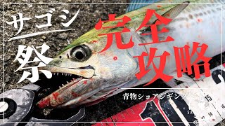 【ショアジギング】初めての武庫一でサゴシ祭りを攻略！