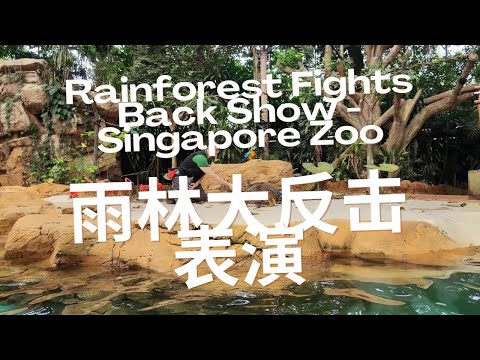 新加坡动物园- 雨林大反击表演 | Rainforest Fights Back Show - Singapore Zoo | Ahmiao Tv