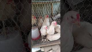 Watch these happy chickens dance their hearts out! 🐔💃 #HappyChickens #ChickenDance #FarmFun