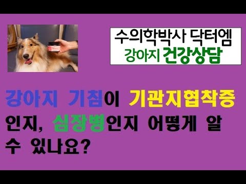 강아지 기침의 원인이 기관지 협착증인지, 심장병인지 어떻게 알 수 있나요?