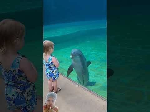 #dolphin #kids #cute #baby #youtube #youtubeshortsviral #youtuber