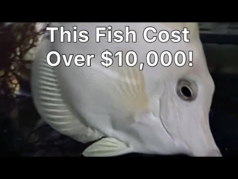 How Much Would You Pay For This Fish? The Prestige Reef Dork Show Ep 37