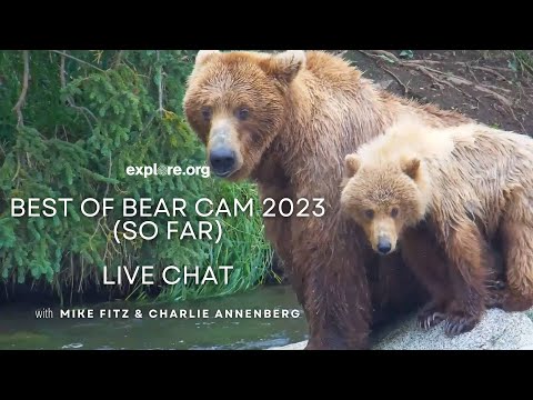 Best of Bear Cam 2023 (so far) with Mike Fitz and Charlie Annenberg | Brooks Live Chat