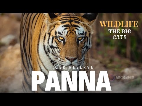 Panna Tiger Reserve | We Saw 6 Tigers | The Safari of a Lifetime