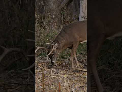 Their attitude is your advantage. Video: @Whitetail_Properties #sitkagear