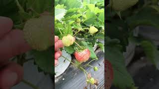 Strawberry picking || khunman #shorts