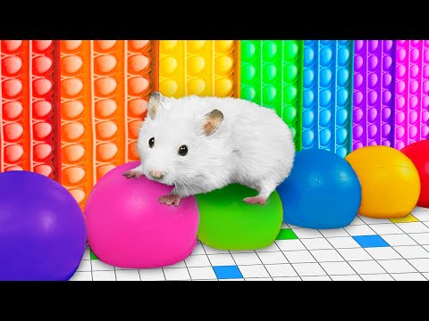 🌈 The Best Rainbow Maze for Hamster 🐹 DIY Hamster Escapes