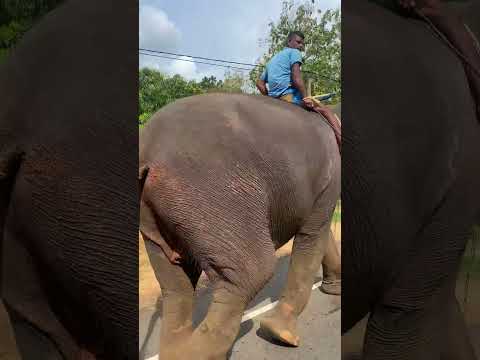 Cutie, female tusker in habarana. #elephant #tusker #habarana #travel #visit #asian #animals #beauty