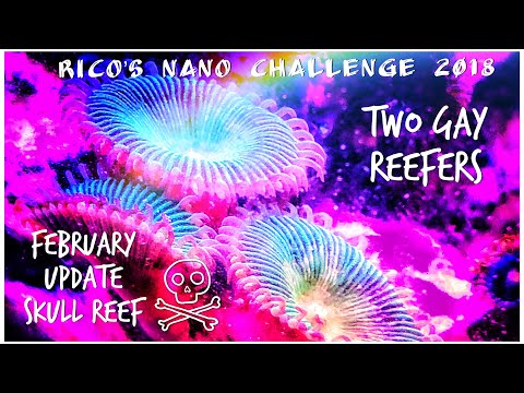 Rico’s Nano Challenge 2018 - Skull Reef February - Rico’s Aquariums