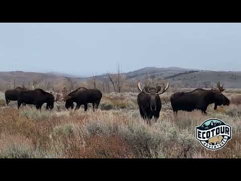 EcoTour Adventures Jackson Hole